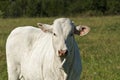 Young white Brahman breed cow