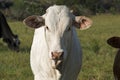 Young white Brahman heifer on pasture Royalty Free Stock Photo