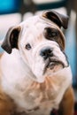 Young White and Brown English Bulldog Dog Royalty Free Stock Photo