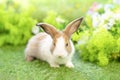 young white brown rabbit sitting in nature, adorable fluffy bunny Royalty Free Stock Photo