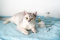 Young white cat breeds Scottish straight-somethings on the veterinary clinic table Royalty Free Stock Photo