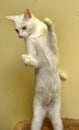 White cat plays standing on its hind legs Royalty Free Stock Photo