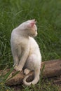 The young white cat sits against the background of a green grass Royalty Free Stock Photo