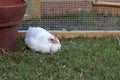 Young white chicken resting in the coop