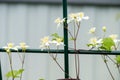 Young white clematis growing on a support. Close up