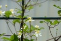 Young white clematis growing on a support. Close up