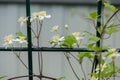 Young white clematis growing on a support. Close up