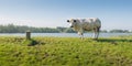 Young white cow on a Dutch next to th river Royalty Free Stock Photo