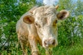 Young white cow`s calf in the field near village