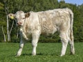 Young white, curly coat, sturdy bull calf with pink nose in a meadow