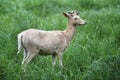 Young white deer, Summer season Royalty Free Stock Photo