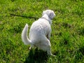 Young white dog pooping on the grass in the park. Back view