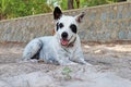 A White Dog Sitting on the Beach Royalty Free Stock Photo