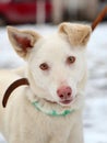 Young white dog on winter outdoors Royalty Free Stock Photo