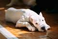 Young White Dogo Argentino Dog laying On Wooden Royalty Free Stock Photo