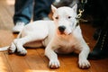 Young White Dogo Argentino Dog laying On Wooden Floor Royalty Free Stock Photo