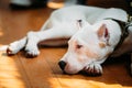 Young White Dogo Argentino Dog laying On Wooden Royalty Free Stock Photo