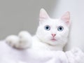 A young white domestic shorthair cat with blue eyes Royalty Free Stock Photo