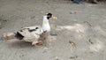 A young white duck is tied up with a brick Royalty Free Stock Photo