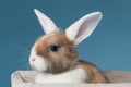 Young white-eared mini-lop rabbit in the studio Royalty Free Stock Photo