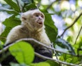 Young white face capuchin monkey Royalty Free Stock Photo