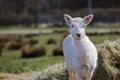 Young white fallow deer Royalty Free Stock Photo