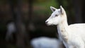 Young White Fallow Deer Head Royalty Free Stock Photo