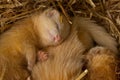 Young white ferrets in a nest