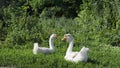 Couple of white geese in a meadow Royalty Free Stock Photo