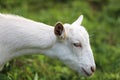 Young white goat eating grass in summer meadow Royalty Free Stock Photo