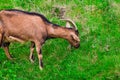 A young white goat eats green juicy grass Royalty Free Stock Photo