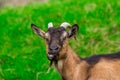 A young white goat eats green juicy grass Royalty Free Stock Photo