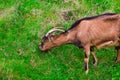 A young white goat eats green juicy grass Royalty Free Stock Photo