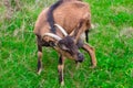 A young white goat eats green juicy grass Royalty Free Stock Photo