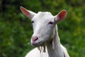 Young white goat with flowers in mouth Royalty Free Stock Photo