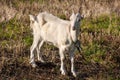 Young white goat is grazed on a meadow Royalty Free Stock Photo