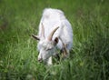 A young white goat grazes in a meadow Royalty Free Stock Photo