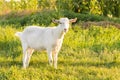 Young white goat grazing at the meadow Royalty Free Stock Photo