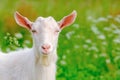 Young white goat in meadow. Livestock. Full-face portrait. Close-up. Looks into lens Royalty Free Stock Photo