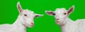 Young white goat - portrait on green Royalty Free Stock Photo