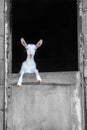 Young white goat standing on the barn door