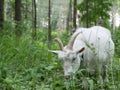 A young white goat walks in a clearing in the forest and eats juicy green grass. long, sharp horns. Sunny summer  day outside the Royalty Free Stock Photo