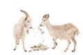 Young white goats Royalty Free Stock Photo