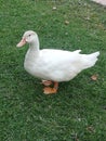 Young white goose on a park lawn Royalty Free Stock Photo