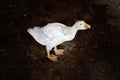 Young White Goose Standing Royalty Free Stock Photo