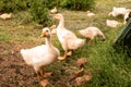 Young White Goslings In The Courtyard Of A Village House. Growing Birds In Rural Conditions