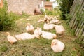 Young White Goslings In The Courtyard Of A Village House. Growing Birds In Rural Conditions