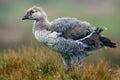Young white and grey bird with long neck. White goose in the grass. White bird in the green grass. Goose in the grass. Wild white Royalty Free Stock Photo