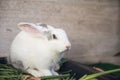 Young white and grey rabbit on grass in garden Royalty Free Stock Photo