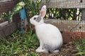 Young white and grey rabbit on grass in garden Royalty Free Stock Photo
